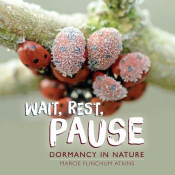 A group of frost-covered ladybugs gather together on a branch on the nature book "Wait, Rest, Pause: Dormancy in Nature" by Marcie Flinchum Atkins, a children's science book featured on the best hibernation books for kids booklist.